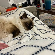 Bella is registered to the contest to win money with this photo: cat, ragdoll_cat, fluffy, blanket, pattern, living_room, couch, water_bottle, table, window, curtains, clothing, relaxed, sleepy, indoor, furniture, cozy, pet, home, resting