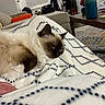 cat, ragdoll_cat, fluffy, blanket, pattern, living_room, couch, water_bottle, table, window, curtains, clothing, relaxed, sleepy, indoor, furniture, cozy, pet, home, resting