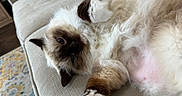 Bella is registered to the contest to win money with this photo: cat, fluffy, relaxed, couch, indoor, pet, paw, fur, pink_paw_pads, beige, closeup, sleepy, animal, domestic_cat, home, cozy, carpet, furniture, laying, cute
