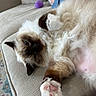 cat, fluffy, relaxed, couch, indoor, pet, paw, fur, pink_paw_pads, beige, closeup, sleepy, animal, domestic_cat, home, cozy, carpet, furniture, laying, cute