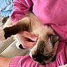 Bella joined the competition — help win amazing prizes! cat, siamese_cat, pet, animal, feline, fur, whiskers, person, hand, pink_sweatshirt, jeans, couch, indoor, cozy, relaxed, snuggling, casual, soft_texture, close_up, comfort