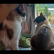 Era participe au concours pour gagner de l'argent avec cette photo : cat, indoor, window, fluffy, two_cats, looking_outside, domestic_cat, feline, fur, whiskers, side_view, curious, animal, pet, domestic_animal, nature_outside, green_towel, quiet, still_life, companions