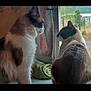 cat, indoor, window, fluffy, two_cats, looking_outside, domestic_cat, feline, fur, whiskers, side_view, curious, animal, pet, domestic_animal, nature_outside, green_towel, quiet, still_life, companions