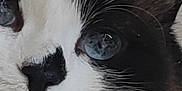 Era participe au concours pour gagner de l'argent avec cette photo : abyssinian, angora, animal, blackcat, bodypart, cat, kitten, manx, mouth, person, pet, siamese, snout, white