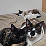 animal, bedroom, blanket, cat, cats, cozy, cute, domestic_cat, ears, feline, fur, indoor, nap, pet, relaxed, resting, sleeping, three_cats, two_cats, whiskers