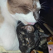 Nunuche a rejoint le concours — aidez-le/la à gagner de superbes lots ! affection, animal, blanket, cat, cats, close_up, closeup, companion, cozy, cute, domestic_animal, ears, feline, fur, indoor, licking, pets, resting, sleepy, whiskers