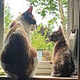 cat, kitten, window, windowsill, tree, greenery, indoor, pets, animal, nature, daylight, feline, looking_out, quiet, companionship, back_view, domestic, curious, peaceful, resting