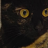 Athene participe au concours pour gagner de l'argent avec cette photo : alert, animal, black_fur, cat, close_up, curious, domestic_cat, ears, face, feline, fur, indoor, mammal, nose, orange_fur, pet, portrait, tortoiseshell, whiskers, yellow_eyes