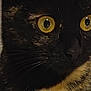 alert, animal, black_fur, cat, close_up, curious, domestic_cat, ears, face, feline, fur, indoor, mammal, nose, orange_fur, pet, portrait, tortoiseshell, whiskers, yellow_eyes