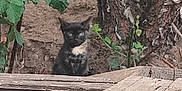 Athene a rejoint le concours — aidez-le/la à gagner de superbes lots ! kitten, cat, animal, outdoor, wooden_table, tree, green_leaves, nature, curious, small, young, fur, pet, wildlife, brown_wood, rustic, quiet, forest_floor, plant, eyes
