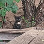 kitten, cat, animal, outdoor, wooden_table, tree, green_leaves, nature, curious, small, young, fur, pet, wildlife, brown_wood, rustic, quiet, forest_floor, plant, eyes
