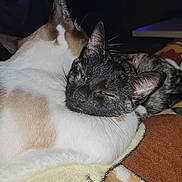 Athene participe au concours pour gagner de l'argent avec cette photo : animal, blanket, cat, close_up, companion, cozy, cute, domestic, feline, fur, indoor, night, pets, relaxing, resting, sleeping, snuggling, soft, two_cats, warm