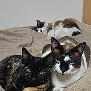 Athene a rejoint le concours — aidez-le/la à gagner de superbes lots ! animal, bedroom, blanket, cat, cats, cozy, cute, domestic_cat, ears, feline, fur, indoor, nap, pet, relaxed, resting, sleeping, three_cats, two_cats, whiskers