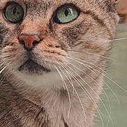 Kalina participe au concours pour gagner de l'argent avec cette photo : animal, background_blur, cat, close_up, curious, domestic_cat, ears, face, feline, fur, green_eyes, indoor, looking_away, mammal, nose, pet, portrait, soft_light, tabby, whiskers