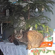 Kalina a rejoint le concours — aidez-le/la à gagner de superbes lots ! cable, cat, christmas_tree, cozy, decorations, domestic_animal, festive, floor, furniture, holiday, indoor, ornaments, pet, shadow, sunlight, tabby_cat, table, tablecloth, wall, wooden_table