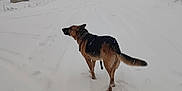 Solo participe au concours pour gagner de l'argent avec cette photo : animal, canine, cold, daytime, dog, fence, fur, german_shepherd, landscape, nature, outdoor, path, pet, quiet, snow, snowfall, tail, tree, walking, winter