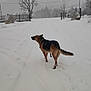 Solo participe au concours pour gagner de l'argent avec cette photo : dog, german_shepherd, snow, winter, outdoor, animal, pet, canine, cold, landscape, tree, fence, snowfall, nature, path, quiet, daytime, walking, fur, tail