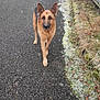 animal, asphalt, canine, cold, daytime, dog, ears, frost, german_shepherd, grass, nature, outdoor, paw, pet, road, sidewalk, snow, snowflakes, walking, winter