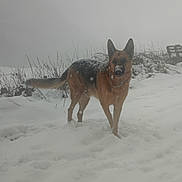 Solo a rejoint le concours — aidez-le/la à gagner de superbes lots ! dog, german_shepherd, snow, winter, outdoor, animal, canine, fur, nature, fog, cold, snowfall, pet, mammal, standing, landscape, bench, bushes, weather, daytime