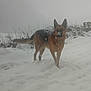 animal, bench, bushes, canine, cold, daytime, dog, fog, fur, german_shepherd, landscape, mammal, nature, outdoor, pet, snow, snowfall, standing, weather, winter