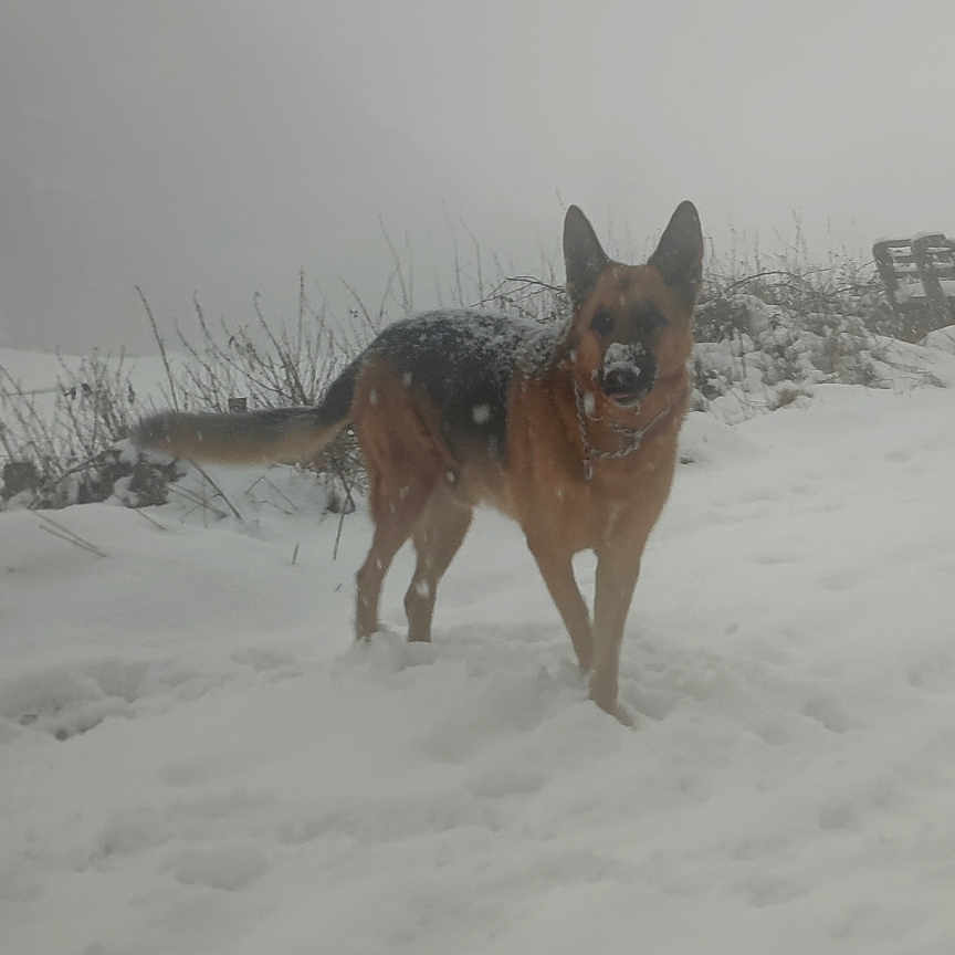 Solo a rejoint le concours — aidez-le/la à gagner de superbes lots ! animal, bench, bushes, canine, cold, daytime, dog, fog, fur, german_shepherd, landscape, mammal, nature, outdoor, pet, snow, snowfall, standing, weather, winter