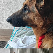 Solo participe au concours pour gagner de l'argent avec cette photo : animal, bed, blanket, close_up, collage, companion, dog, domestic, ears, floor, fur, german_shepherd, indoor, muzzle, pet, portrait, radiator, red_tie, resting, side_profile