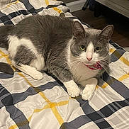 Stormy is registered to the contest to win money with this photo: cat, gray_cat, white_cat, pet, bed, blanket, bedspread, striped_pattern, collar, indoor, feline, resting, looking_at_camera, fur, whiskers, ears, paws, floor, furniture, bedroom