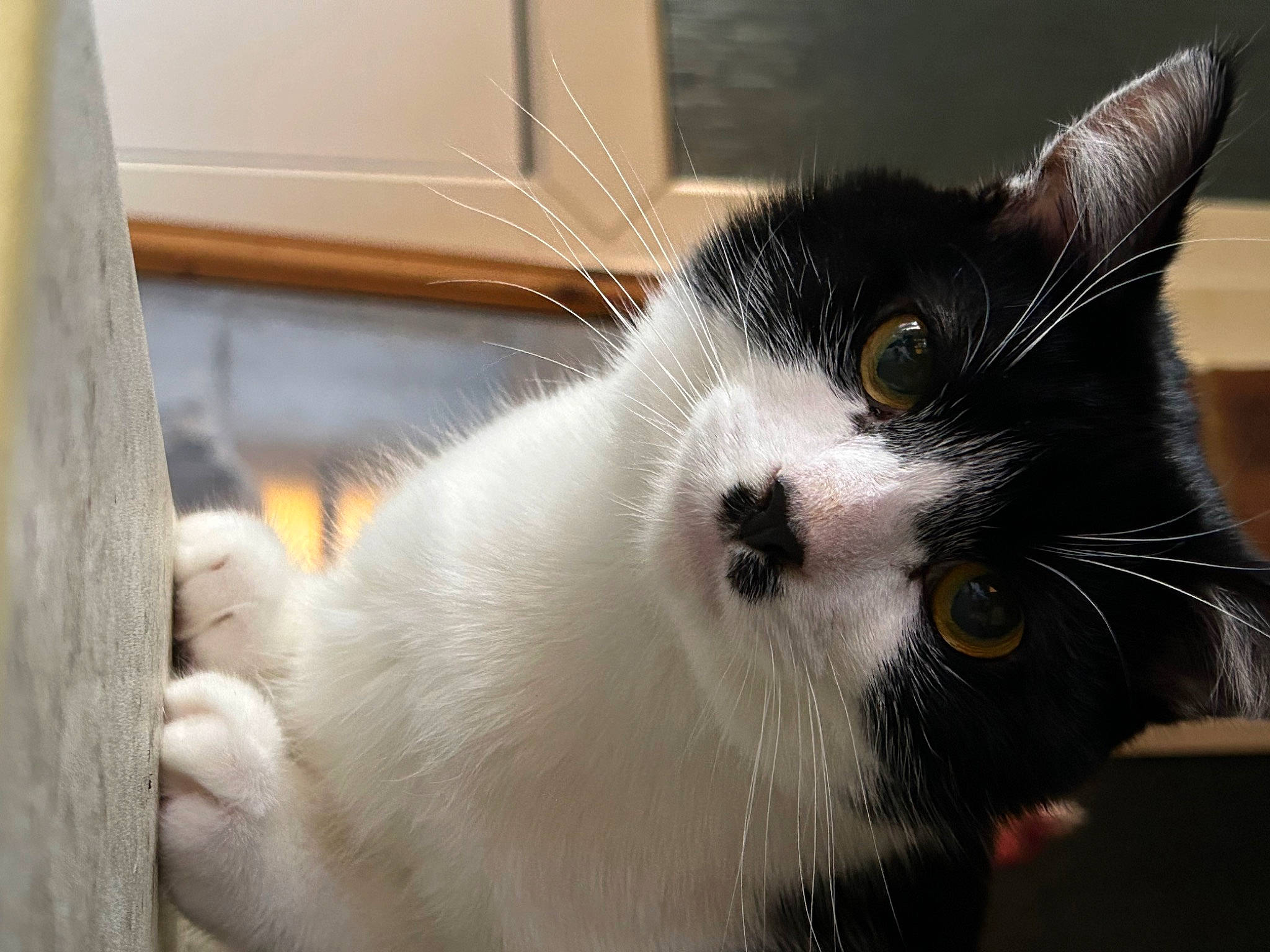 Felix is registered to the contest to win money with this photo: carnivore, cat, claw, domestic_short_haired_cat, felidae, fur, paw, small_to_medium_sized_cats, tail, whiskers