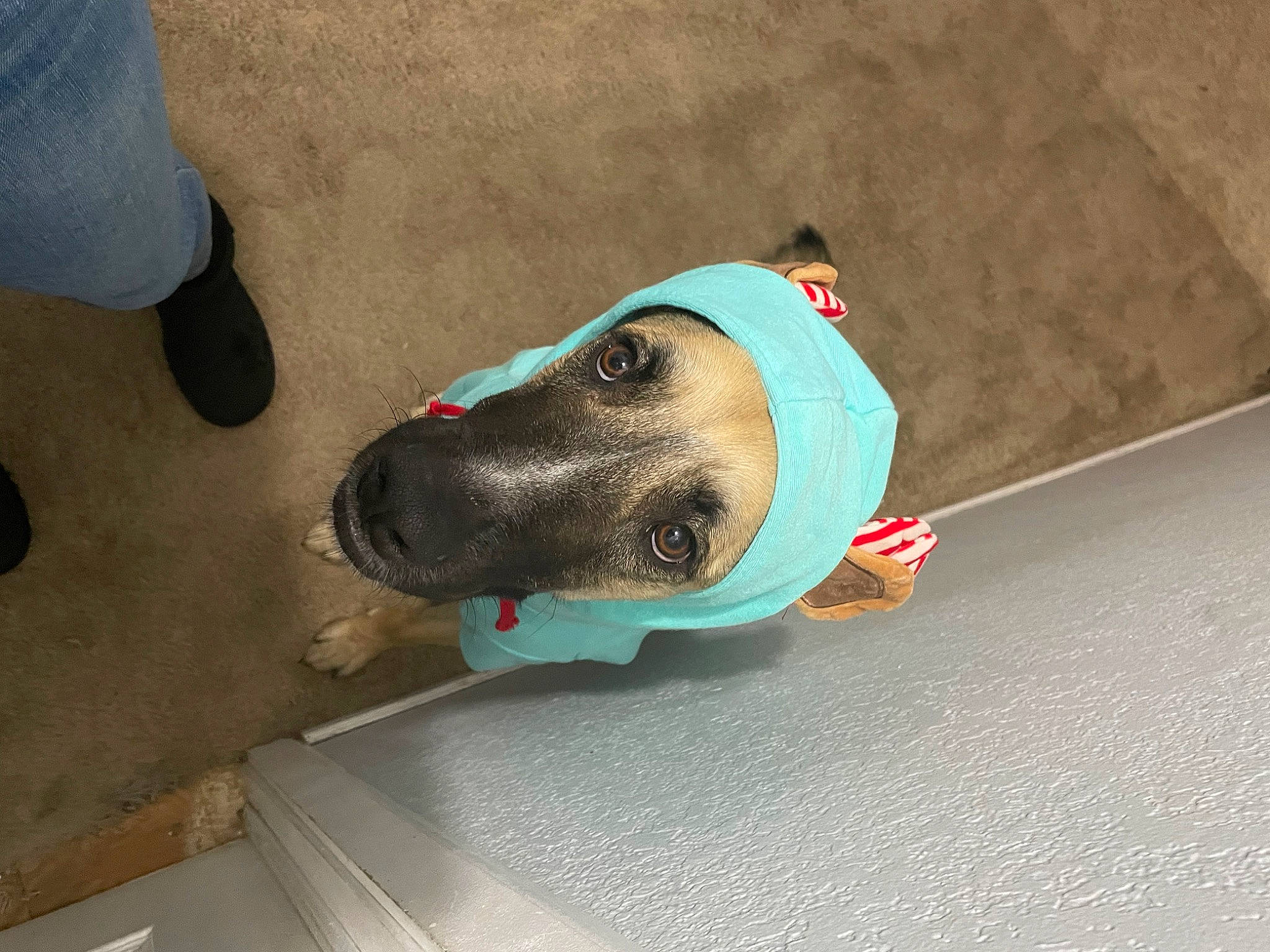 Lennox joined the competition — help win amazing prizes! carmine, carnivore, collar, companion_dog, composite_material, concrete, denim, dog, dog_breed, electric_blue, flooring, foot, grey, non_sporting_group, outdoor_shoe, personal_protective_equipment, recreation, snout, working_animal