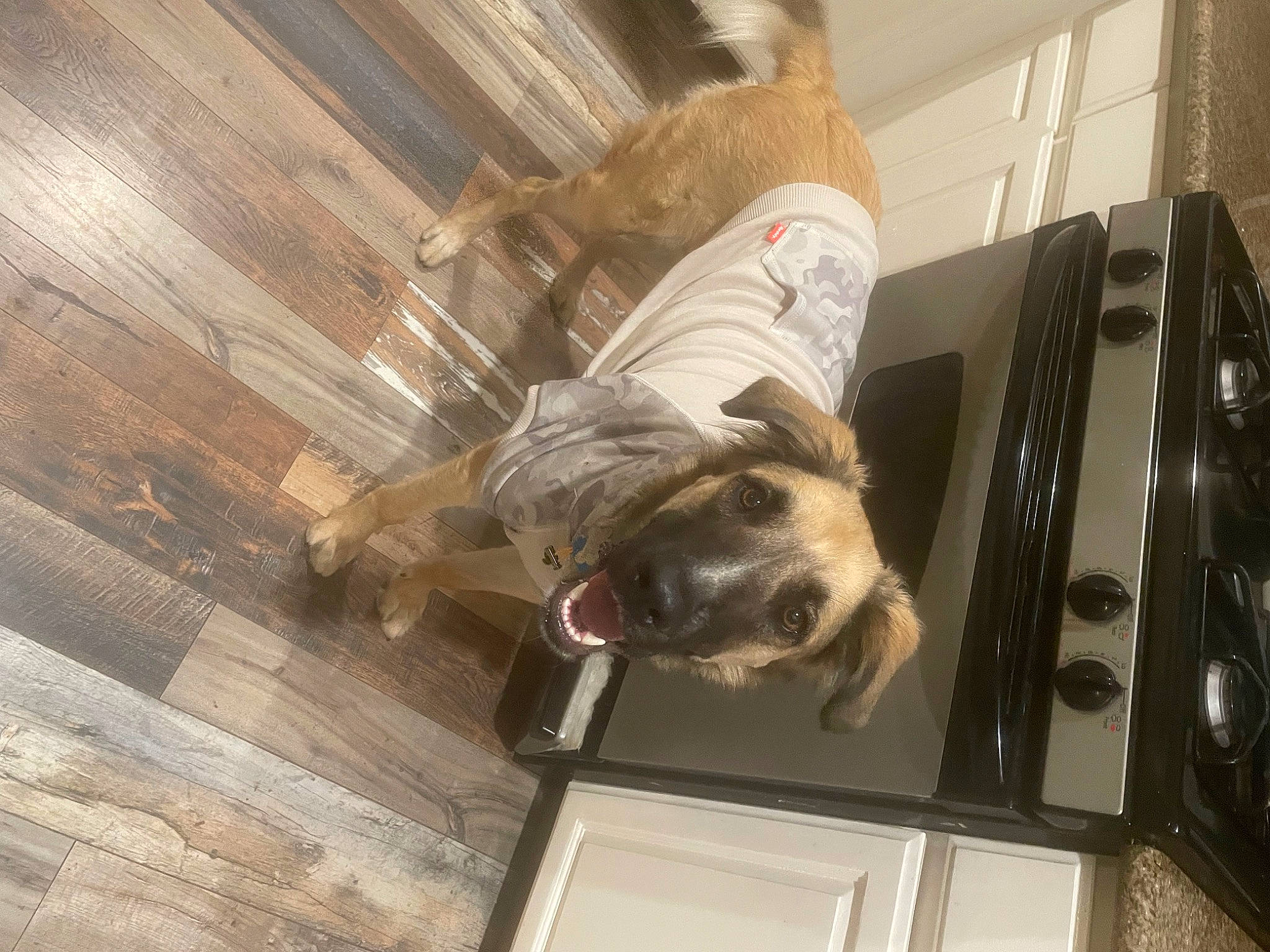 Lennox is registered to the contest to win money with this photo: canidae, carnivore, companion_dog, dog, dog_breed, fawn, felidae, flooring, fur, hardwood, machine, mammal, plank, room, snout, sporting_group, tail, varnish, wood, working_animal