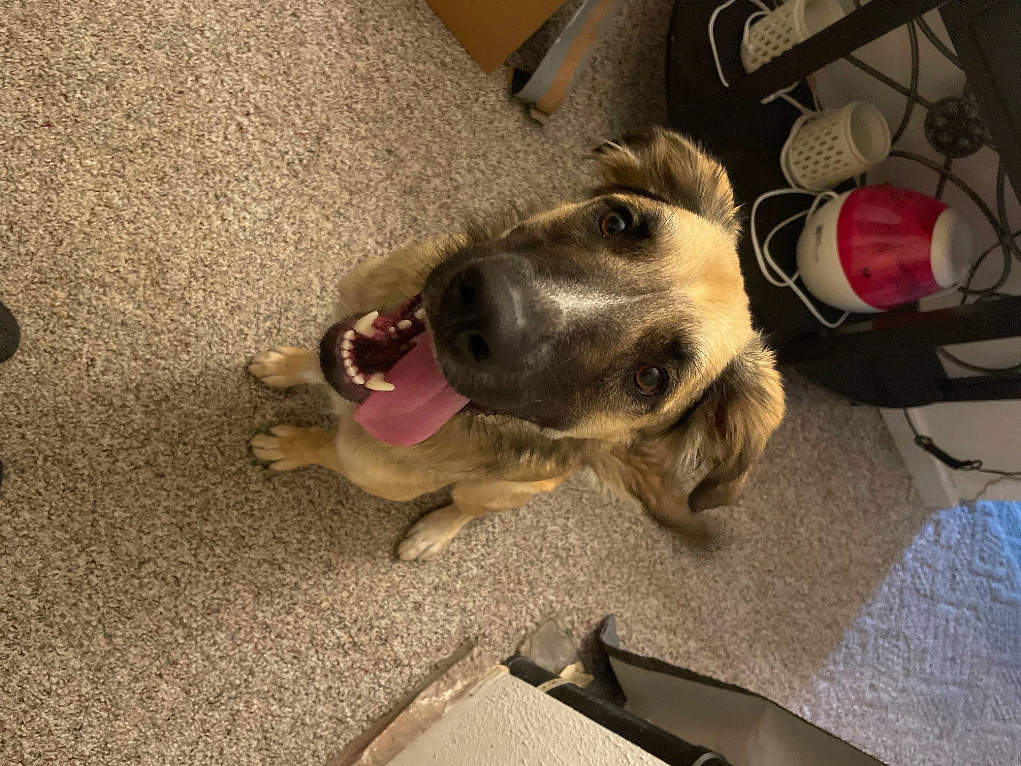 Lennox joined the competition — help win amazing prizes! canidae, carmine, carnivore, collar, comfort, companion_dog, dog, dog_breed, flooring, foot, fur, leash, non_sporting_group, paw, pet_supply, whiskers, working_animal