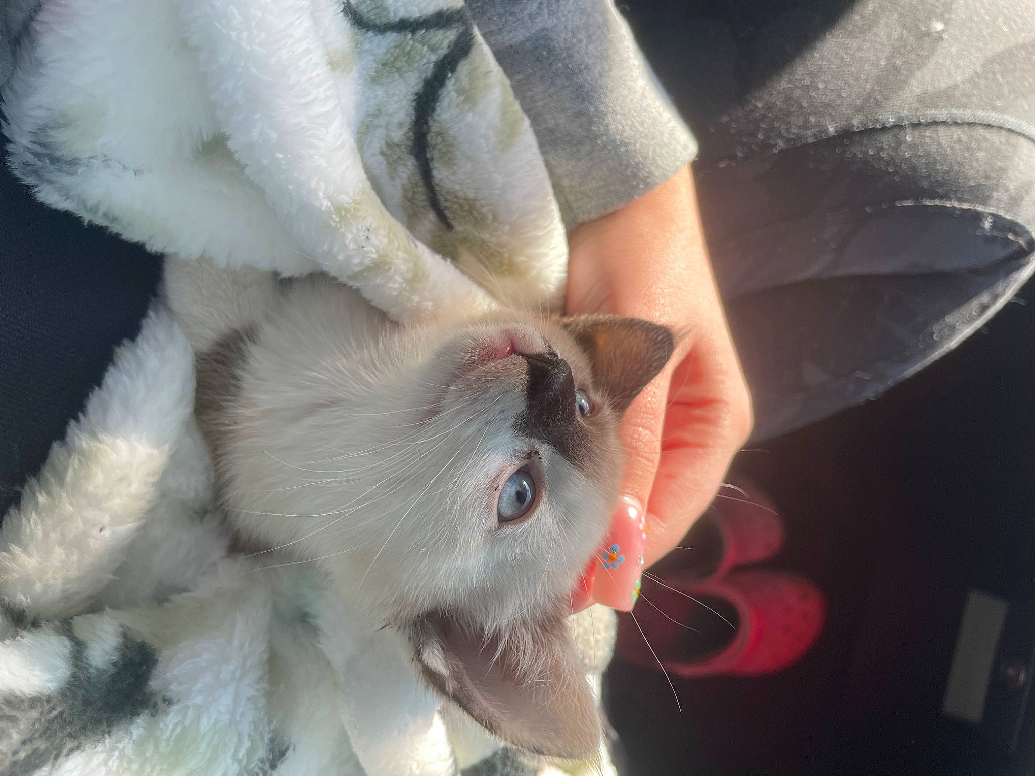 Lulu joined the competition — help win amazing prizes! carnivore, cat, claw, comfort, domestic_short_haired_cat, fawn, felidae, finger, foot, fur, gesture, hand, human_leg, nail, paw, small_to_medium_sized_cats, snout, tail, toe, whiskers