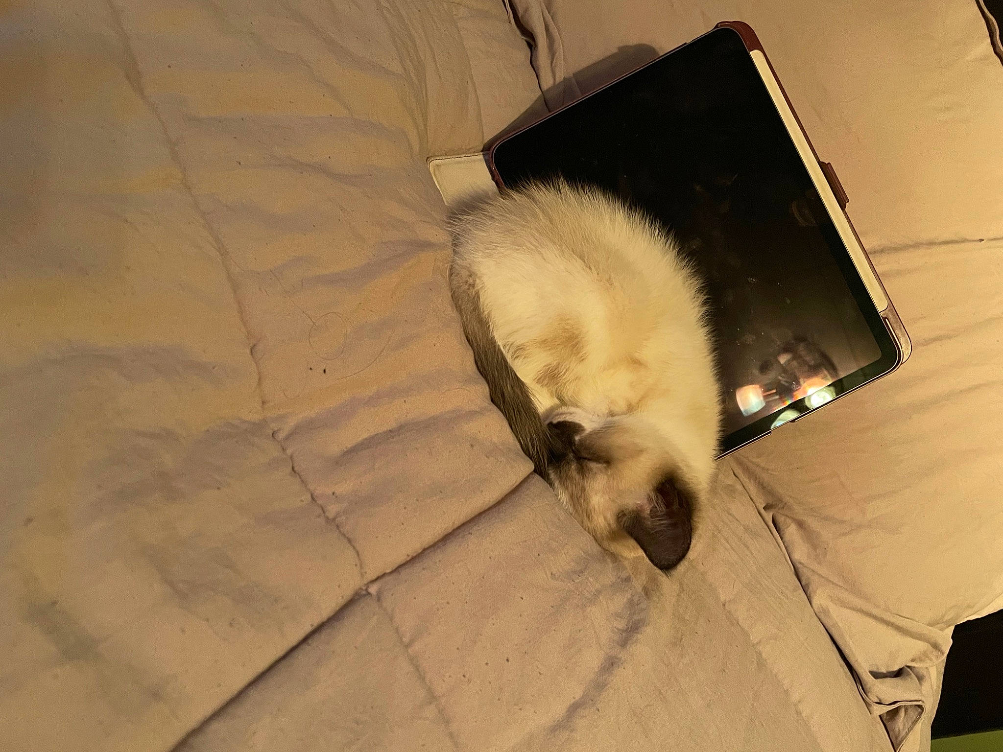 Lulu is registered to the contest to win money with this photo: balinese, canidae, carnivore, cat, comfort, domestic_short_haired_cat, fawn, felidae, flooring, fur, mustelidae, shadow, siamese, small_to_medium_sized_cats, snout, tail, thai, tints_and_shades, whiskers, wood