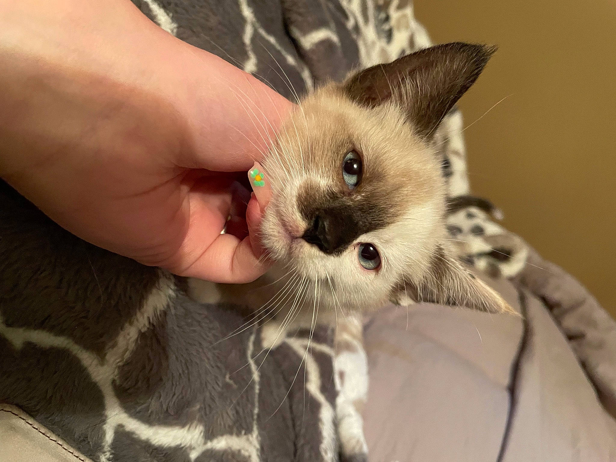 Lulu joined the competition — help win amazing prizes! balinese, carnivore, cat, claw, domestic_short_haired_cat, ear, eye, eyelash, fawn, felidae, fur, gesture, hand, head, nail, paw, small_to_medium_sized_cats, snout, thai, whiskers