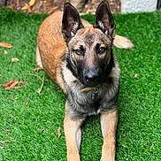 Zeus a rejoint le concours — aidez-le/la à gagner de superbes lots ! dog, german_shepherd, grass, outdoor, pet, animal, canine, ears, fur, collar, brown, black, alert, lying_down, nature, garden, eyes, portrait, domestic_animal, background