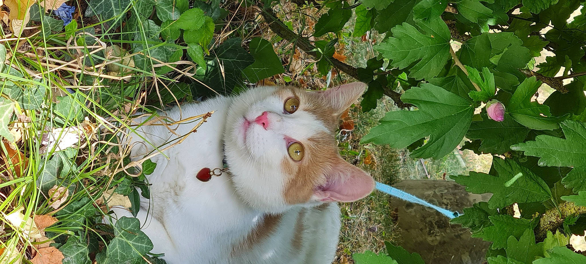 Roni participe au concours pour gagner de l'argent avec cette photo : carnivore, cat, collar, domestic_short_haired_cat, fang, fawn, felidae, flowering_plant, fur, grass, groundcover, herb, herbaceous_plant, plant, small_to_medium_sized_cats, terrestrial_animal, whiskers