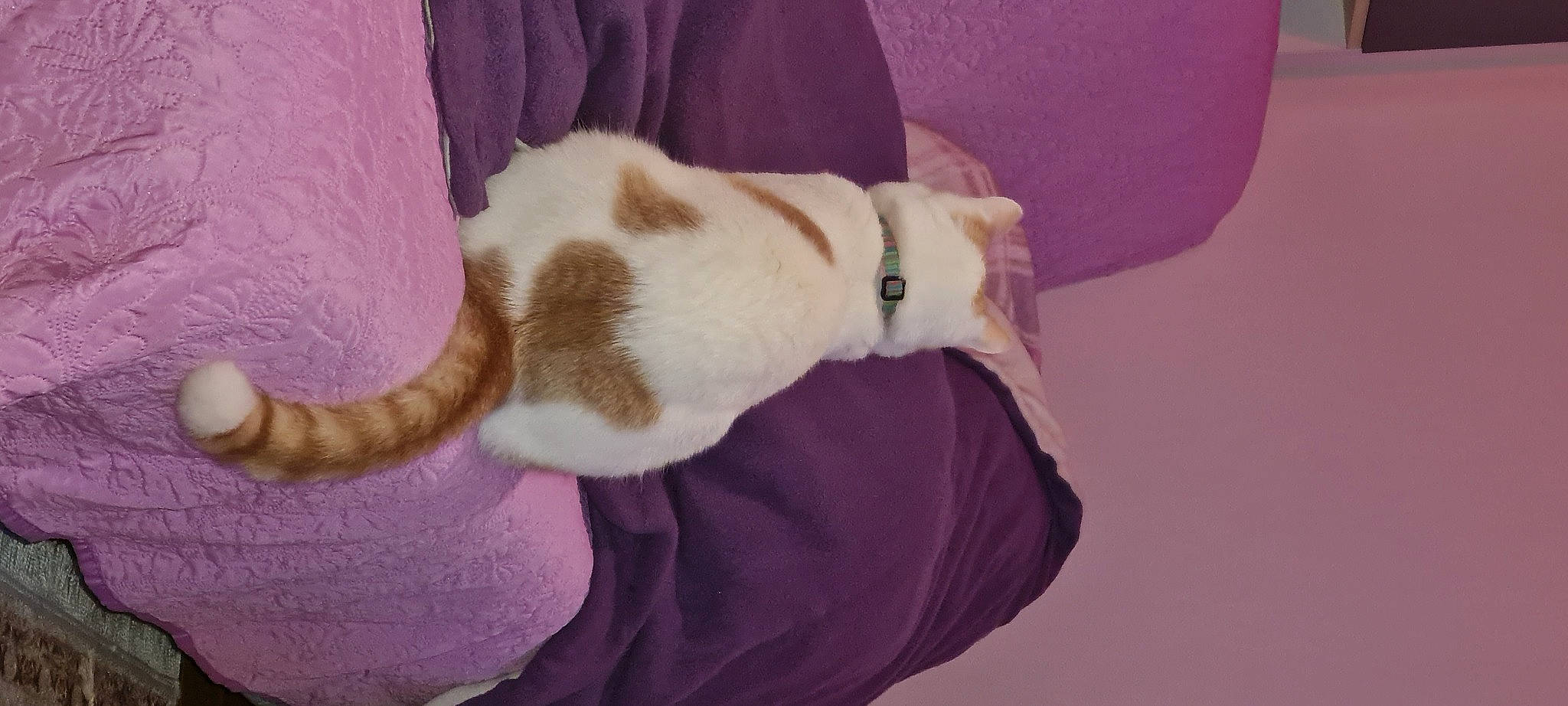 Roni a rejoint le concours — aidez-le/la à gagner de superbes lots ! carnivore, cat, collar, comfort, companion_dog, dog_breed, fawn, felidae, foot, fur, linens, magenta, paw, sleeve, small_to_medium_sized_cats, snout, sporting_group, tail, whiskers, wood