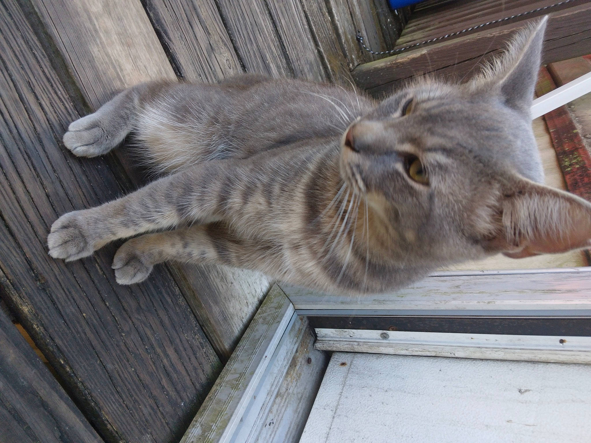 Ashe joined the competition — help win amazing prizes! carnivore, cat, claw, comfort, domestic_short_haired_cat, fawn, felidae, fur, grey, hardwood, nap, paw, sitting, sleep, small_to_medium_sized_cats, snout, tail, whiskers, window, wood