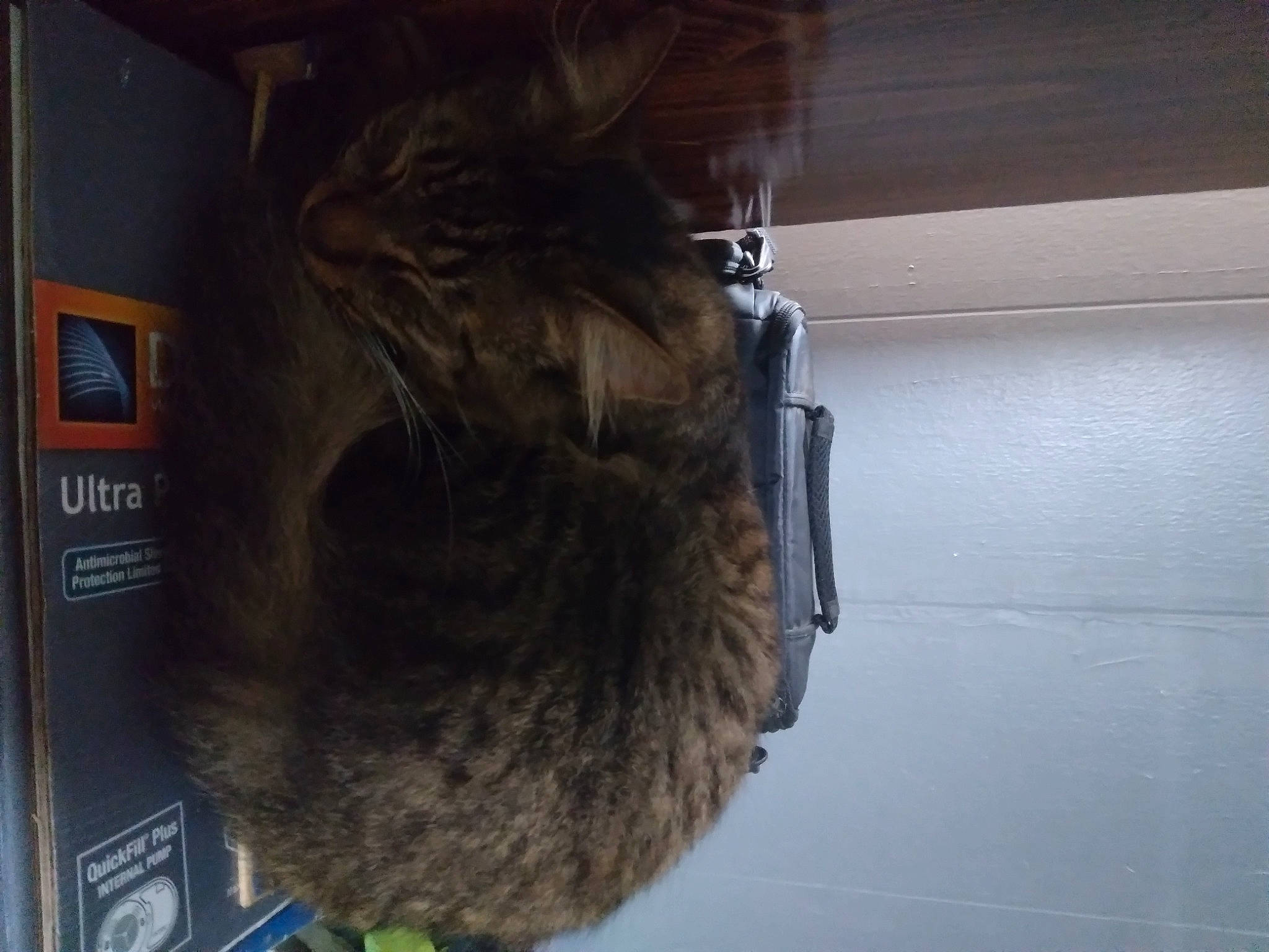 Loki Bear is registered to the contest to win money with this photo: audio_equipment, cat, domestic_short_haired_cat, electrical_wiring, facial_hair, felidae, fur, room, small_to_medium_sized_cats, snout, tail, whiskers, wood