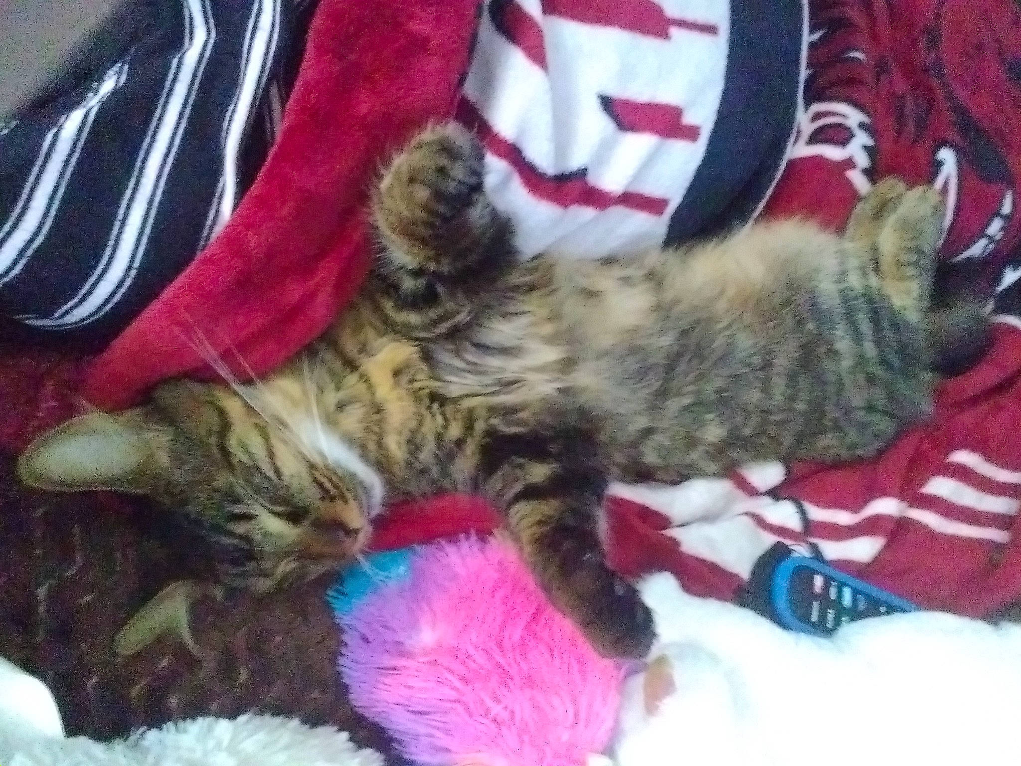 Loki Bear is registered to the contest to win money with this photo: carnivore, cat, cat_toy, claw, comfort, domestic_short_haired_cat, felidae, flag_of_the_united_states, fur, lap, linens, nap, pattern, paw, small_to_medium_sized_cats, snout, tail, textile, whiskers