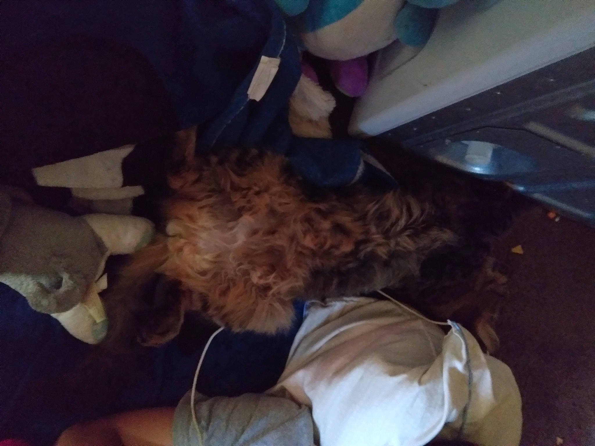 Loki Bear joined the competition — help win amazing prizes! canidae, car_seat, carnivore, comfort, companion_dog, dog, dog_breed, fawn, felidae, fun, fur, gesture, human_leg, paw, small_to_medium_sized_cats, snout, sporting_group, tail, toy_dog, vehicle_door