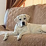 animal, calm, canine, companion, couch, curtains, dog, domestic_animal, furniture, home, indoor, labrador, laying_down, mammal, pet, quilted_couch, relaxed, resting, white_dog, window_blinds