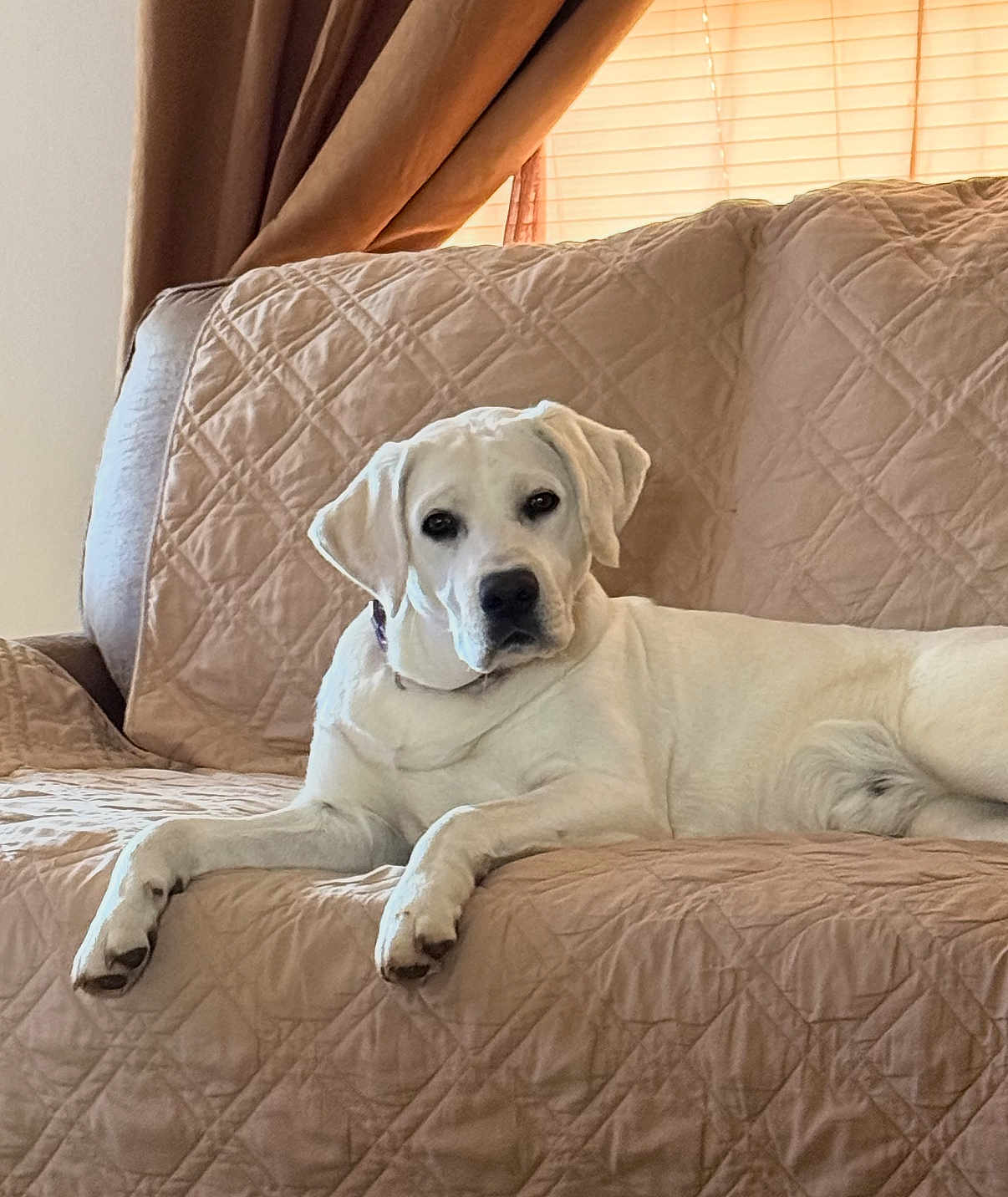 Legend joined the competition — help win amazing prizes! dog, labrador, white_dog, canine, pet, couch, furniture, indoor, home, relaxed, laying_down, quilted_couch, curtains, window_blinds, domestic_animal, animal, companion, mammal, resting, calm