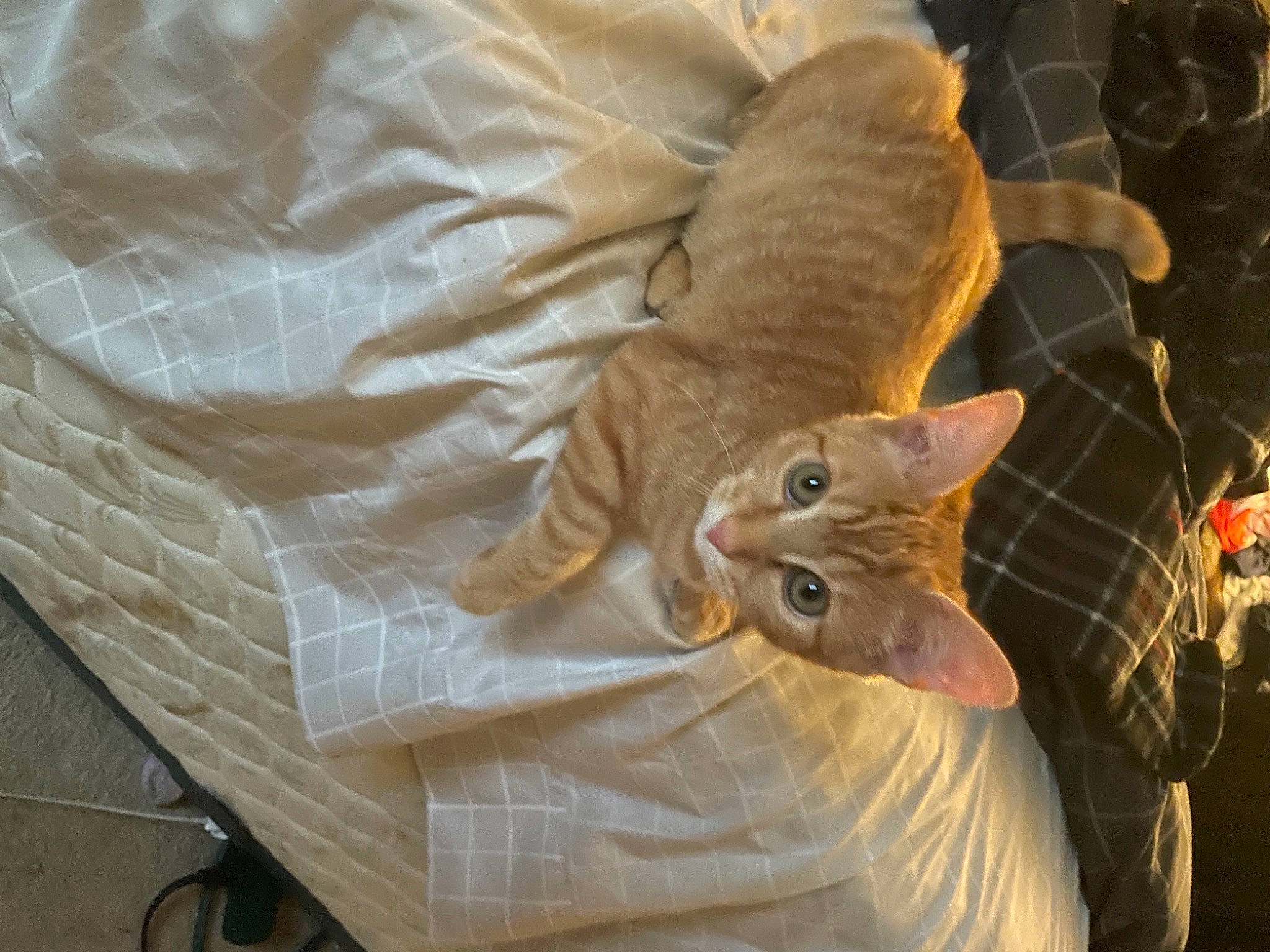 Millie joined the competition — help win amazing prizes! carnivore, cat, comfort, couch, domestic_short_haired_cat, ear, fawn, felidae, fur, linens, plant, room, small_to_medium_sized_cats, snout, tail, textile, whiskers, wood