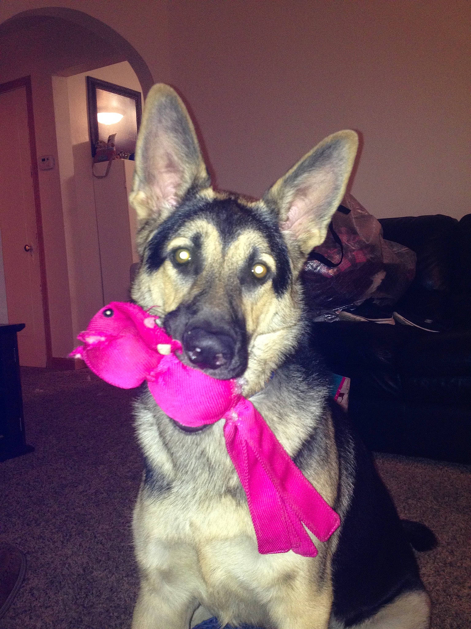 Heidi is registered to the contest to win money with this photo: canidae, carnivore, companion_dog, cone, dog, dog_breed, dog_supply, door, ear, east_european_shepherd, electric_blue, fawn, fur, jaw, king_shepherd, purple, snout, sporting_group, whiskers, working_animal