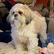 Tator is registered to the contest to win money with this photo: dog, fluffy, cream_color, pet, indoor, bed, blanket, pillow, living_room, furniture, plush, fur, animal, companion, domestic, cute, small_dog, standing, cozy, home