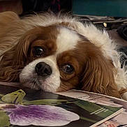 Remy is registered to the contest to win money with this photo: animal, brown, cavalier_king_charles_spaniel, closeup, cozy, cute, dog, eyes, face, flower, fur, indoor, looking, magazine, pet, portrait, purple, relaxed, resting, white