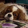 animal, brown, cavalier_king_charles_spaniel, closeup, cozy, cute, dog, eyes, face, flower, fur, indoor, looking, magazine, pet, portrait, purple, relaxed, resting, white