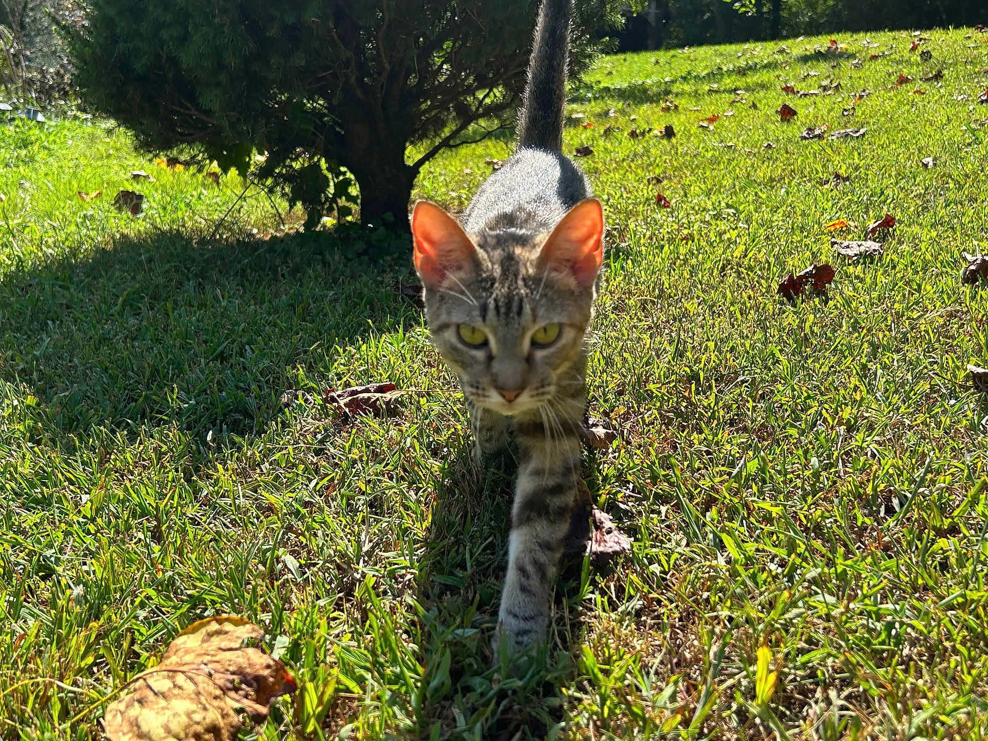Pumkin