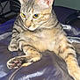 Pumkin is registered to the contest to win money with this photo: cat, tabby, animal, pet, feline, paw, ears, whiskers, fur, yellow_eyes, relaxed, indoor, bedroom, blanket, soft, curious, closeup, resting, striped, young_cat